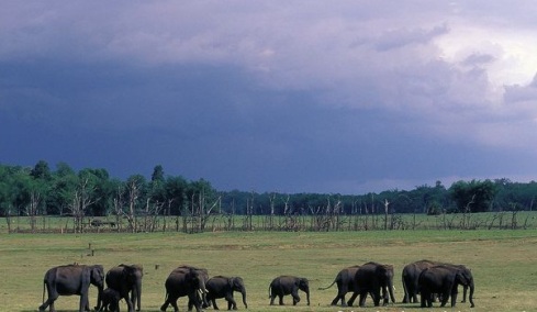 Indian-elephant-herd