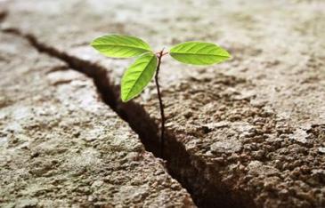 plant-hope-growth-in-rocks-survivor